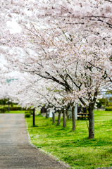 公園の桜