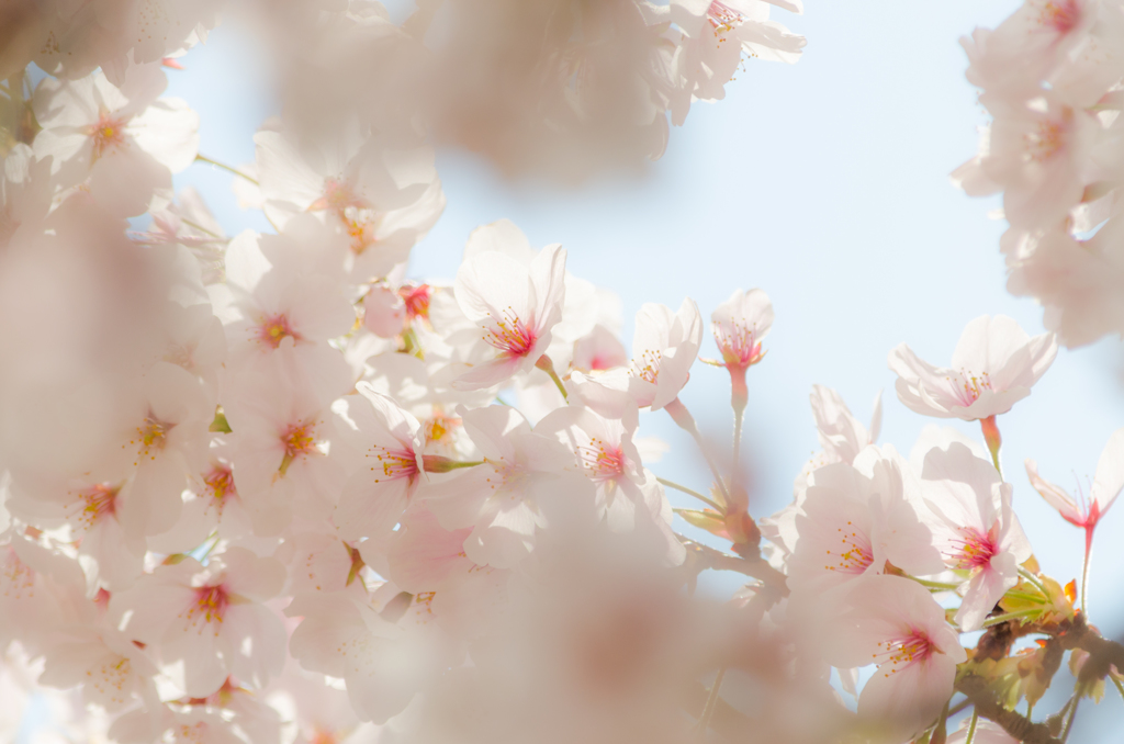 春桜花