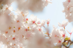 春桜花