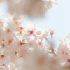 春桜花