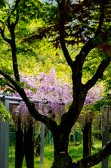 樹木の陰に