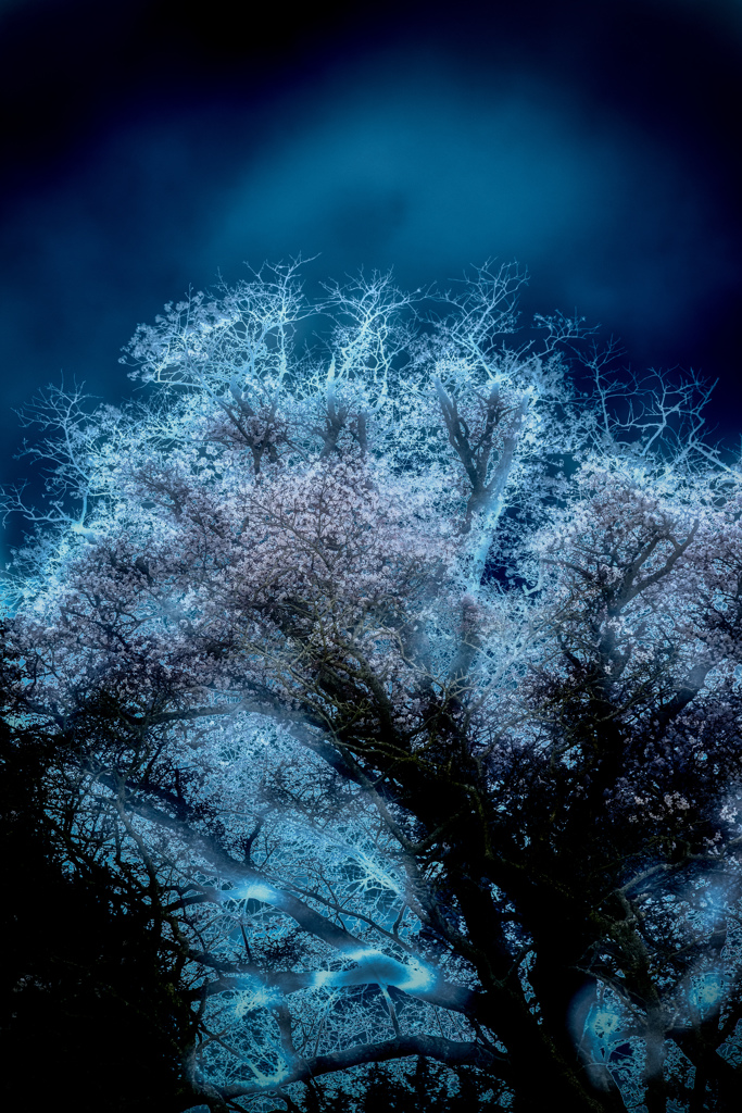 魂宿老桜