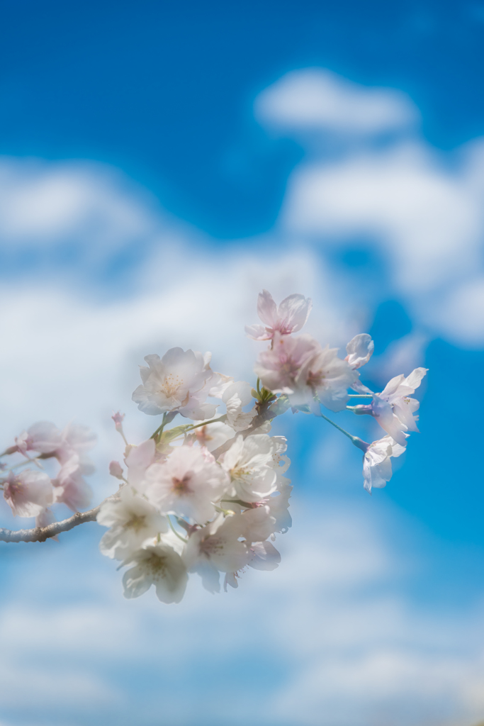 淡く深く