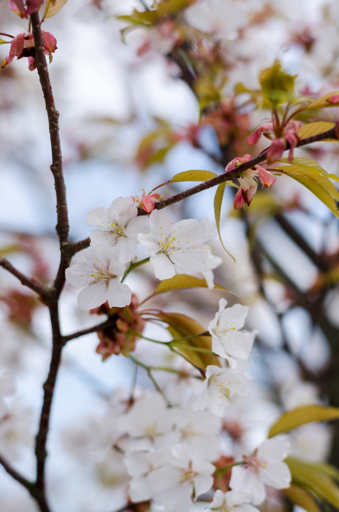 桜らしく