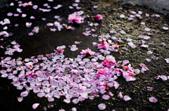 散華集水