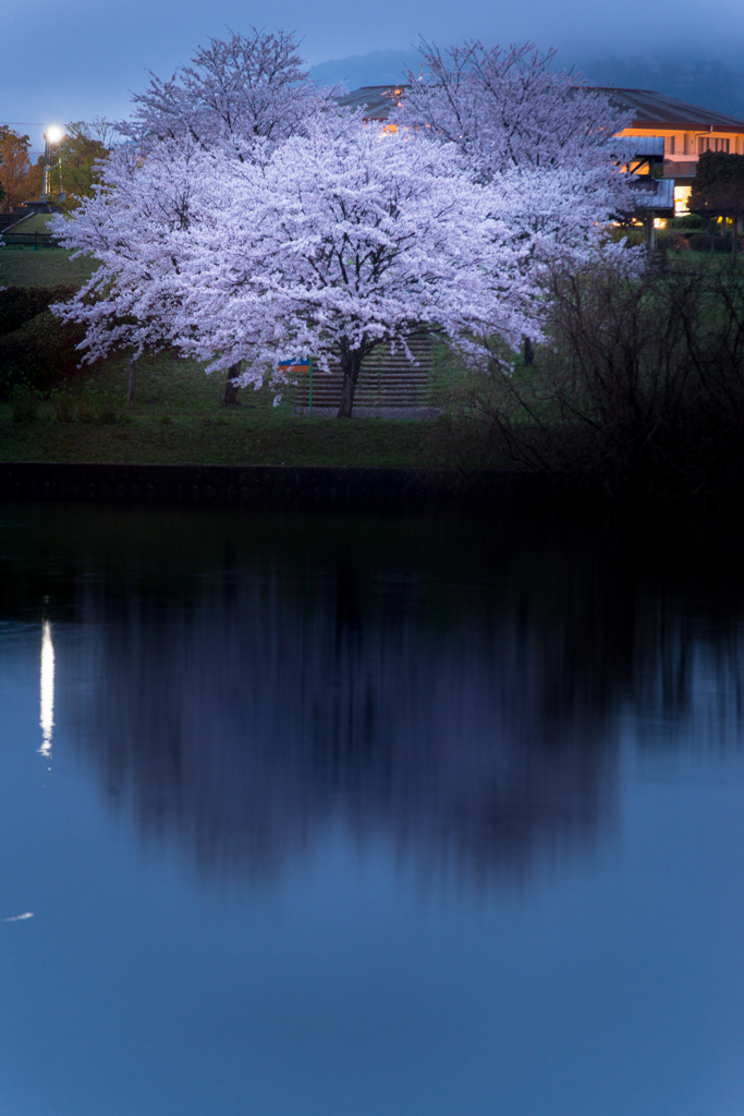 淡光包桜
