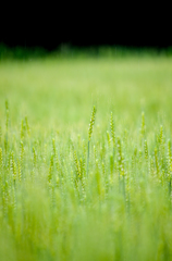 雨麦