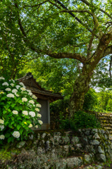 紫陽花とお地蔵様の家