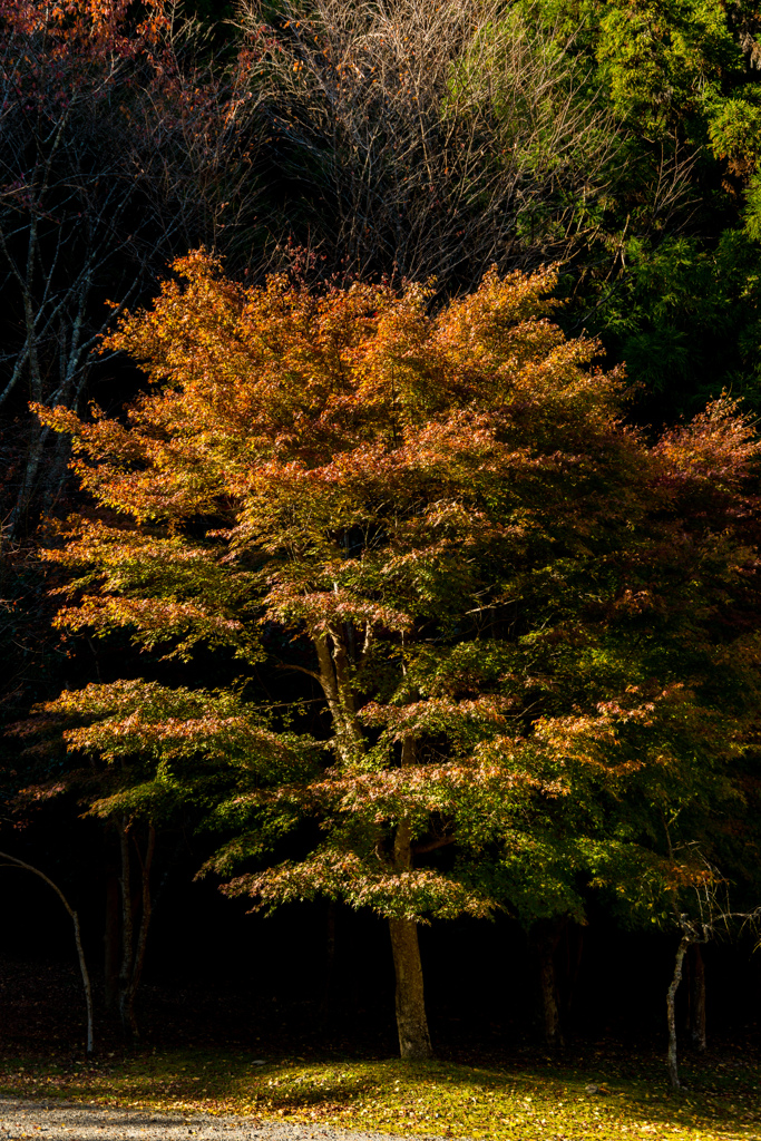 境内の紅葉