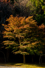 境内の紅葉