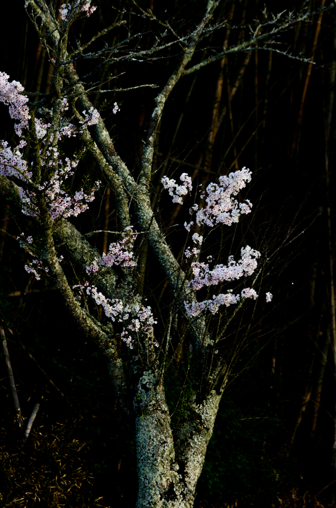 古木の桜