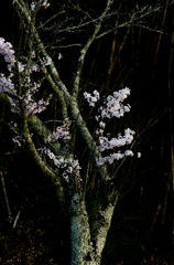 古木の桜