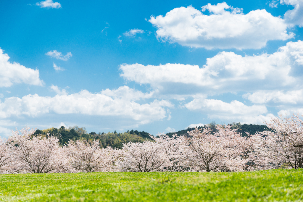 芝丘桜色