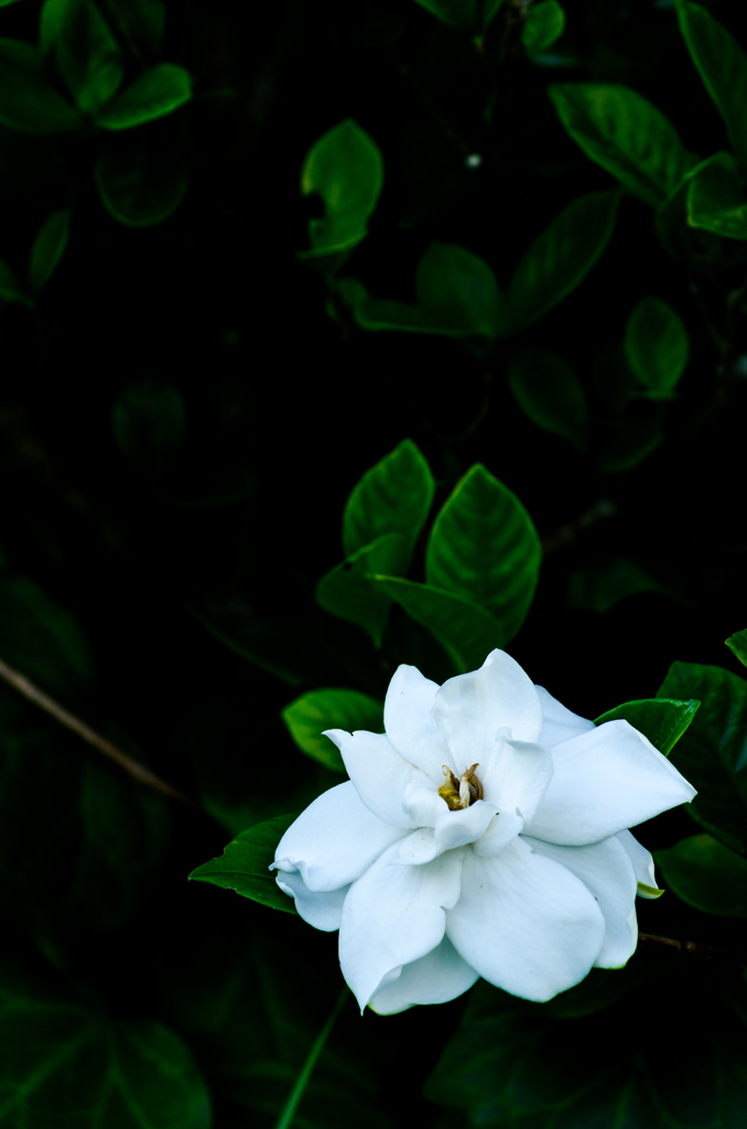 くちなしの花