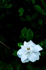 くちなしの花