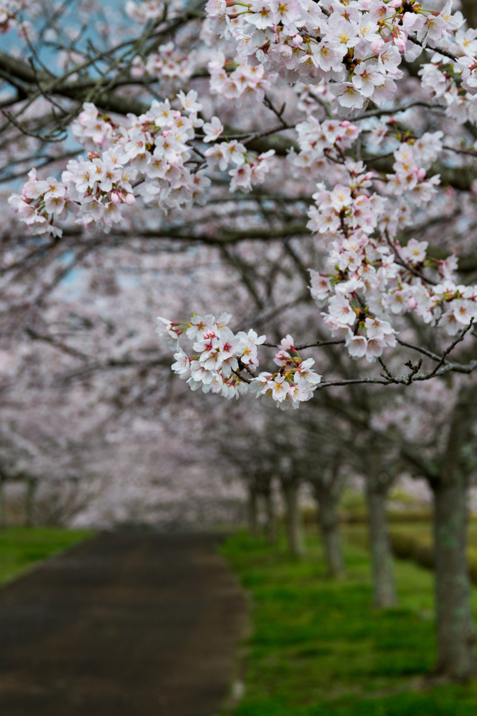 天啓公園の桜
