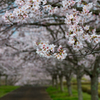 天啓公園の桜
