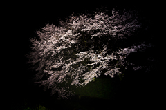 小川の桜