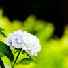 紫陽花