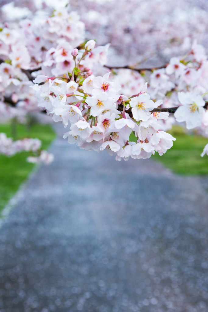 雨上がりの桜