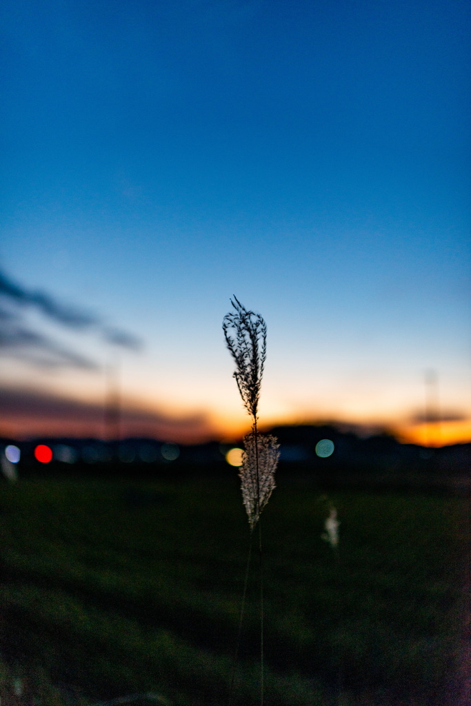夕暮れと