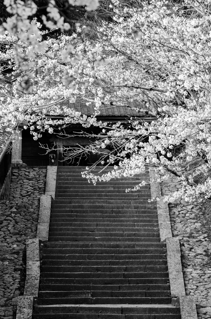桜と石段（モノ）