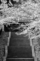 桜と石段（モノ）