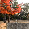 公園の赤