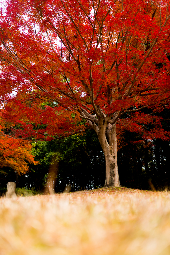 公園の秋