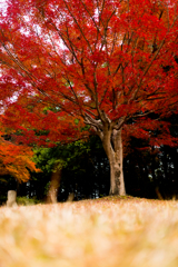公園の秋