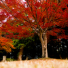 公園の秋