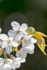 晴天下の桜