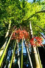 竹林と彼岸花