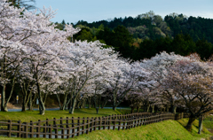 公園の散歩道