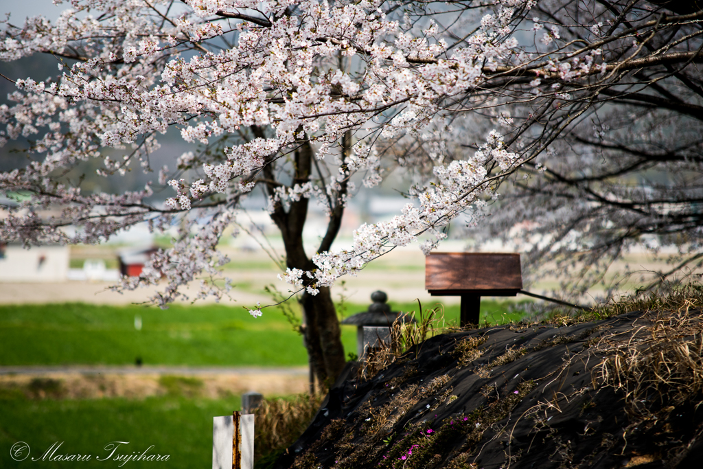 桜と祠