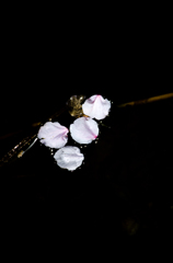 散桜花