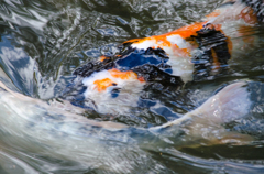 ざわめく水面