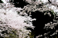 路肩から