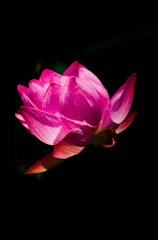短命華