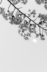 桜と月（モノ）