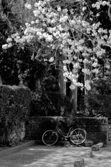 桜と放置自転車