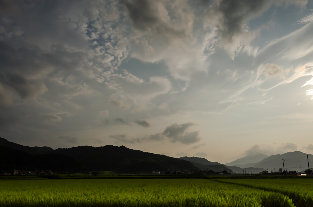 水田と夕暮れ前