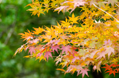 紅葉