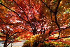 紅下黄葉