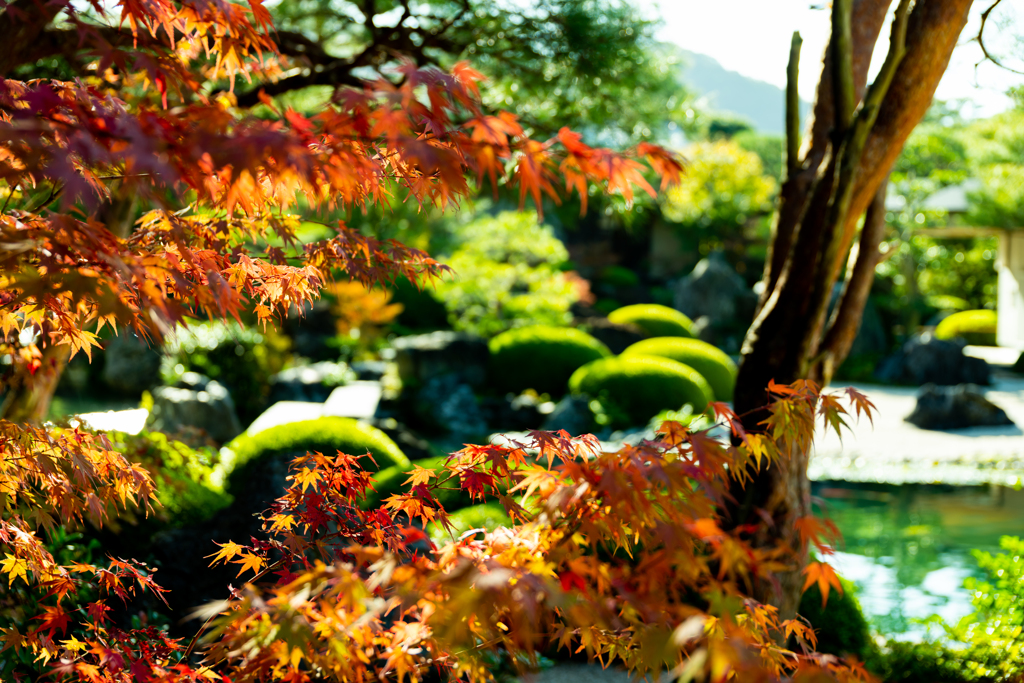 紅葉越しの庭