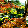 紅葉越しの庭