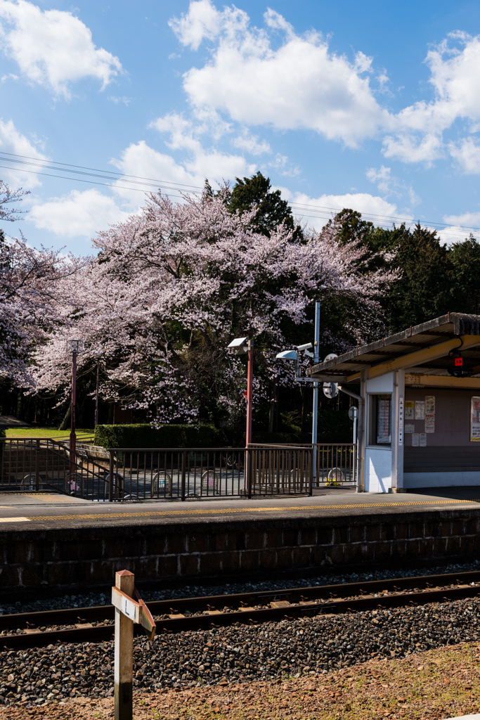 駅と桜