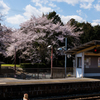 駅と桜