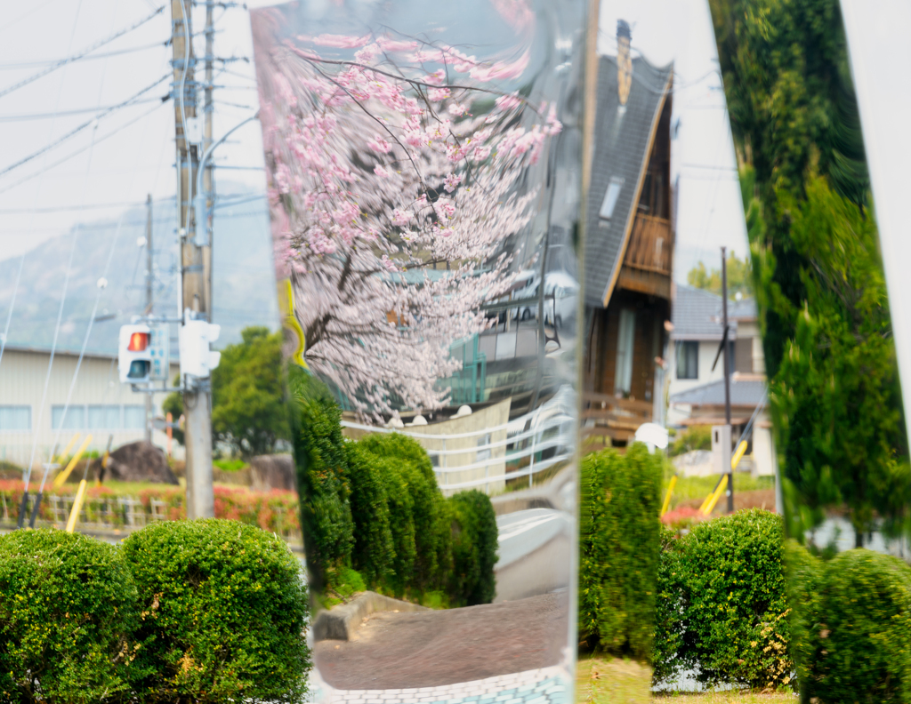 向こう側の桜