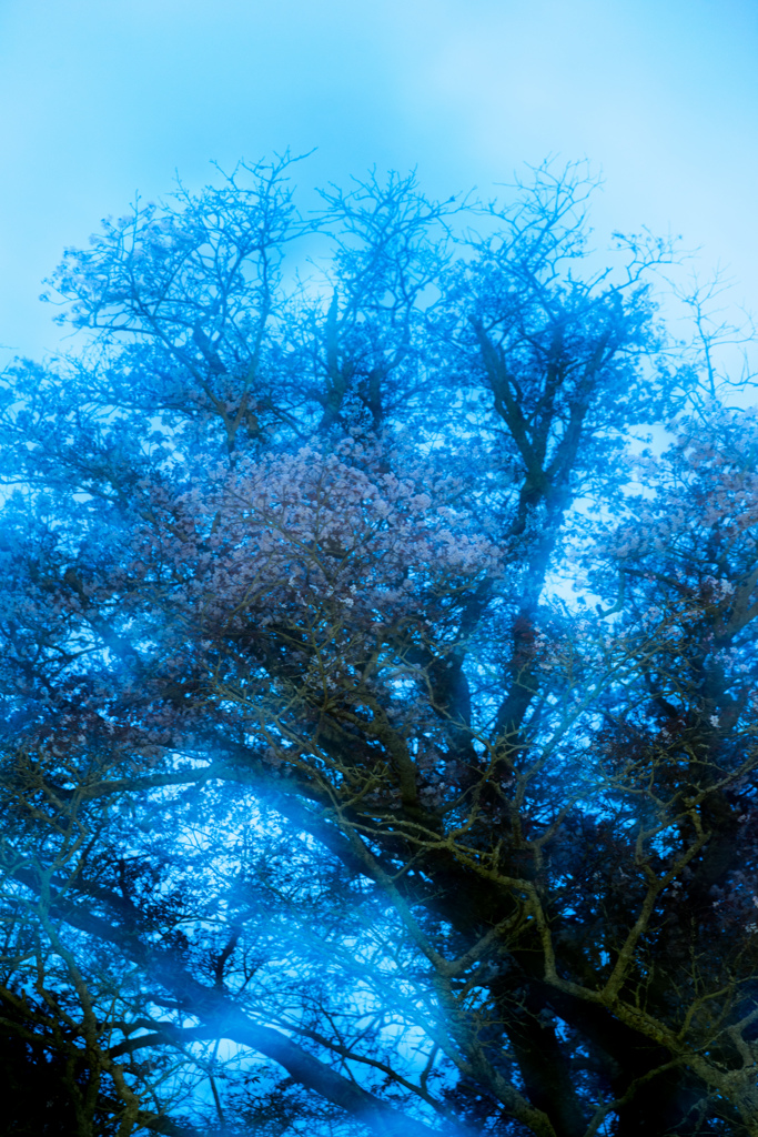 老桜